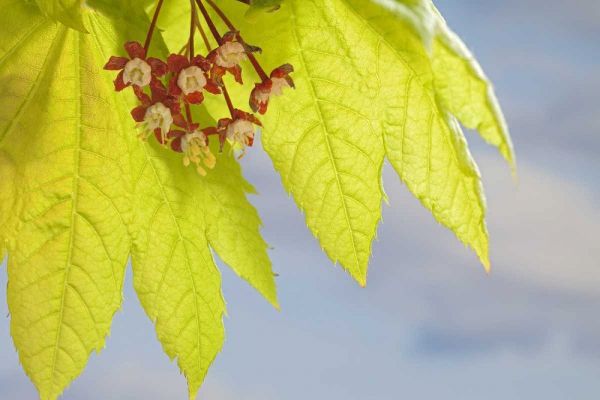 Washington, Seabeck Flowering vine maple leaf